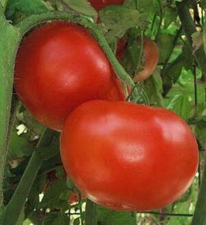 Jet Star tomato