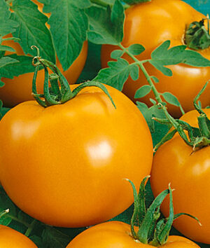 orange tomatoes