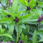 Cinnamon Basil