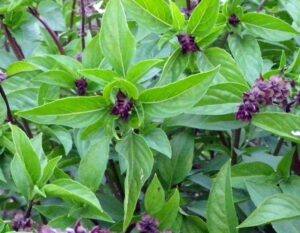 Cinnamon Basil