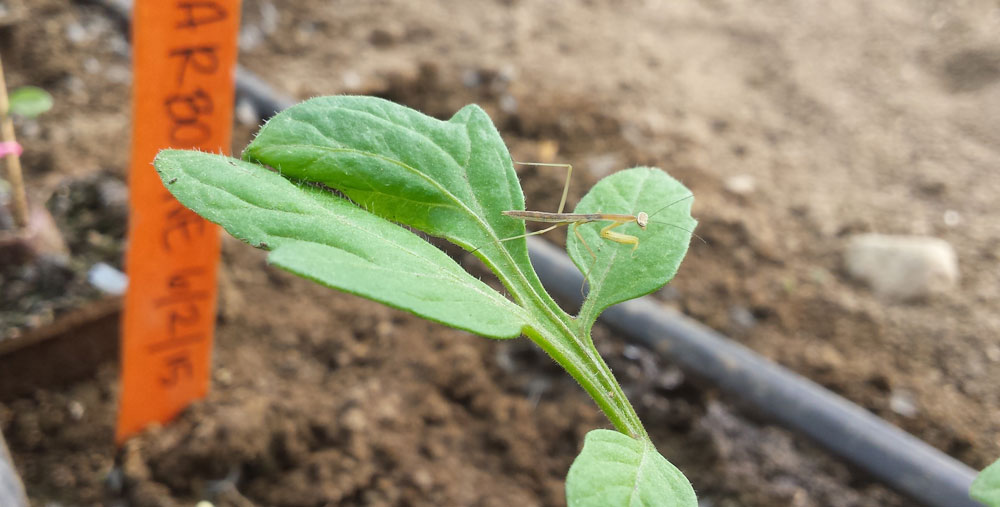 Cayenne – One Drop Farm